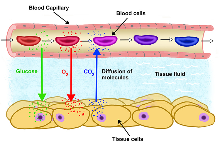 From blood flow O2 and glucose are diffused into the body while CO2 is drawn from tissue to the blood diagram